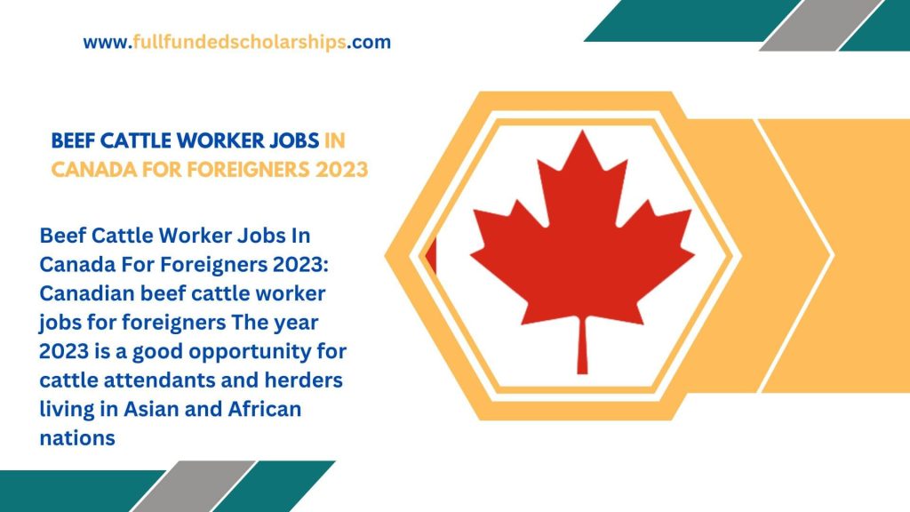 Beef Cattle Worker Jobs In Canada For Foreigners 2023